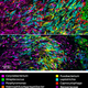 Illustration for article titled There Are Some Seriously Psychedelic Bacteria Living on Your Teeth